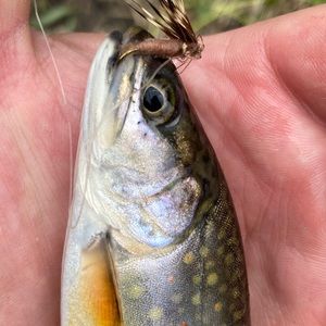 Meet your Posher, Josh